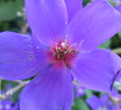 St. Kitts - Botanical Garden